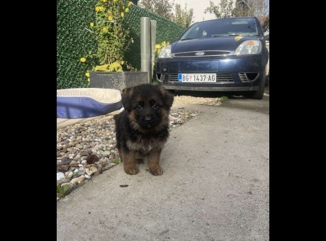 1 nemacki ovcarz1125.jpg